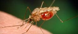 malaria pic